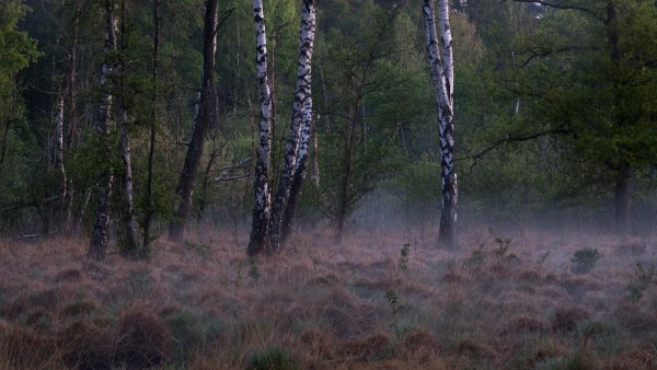 Birch trees and morning mist