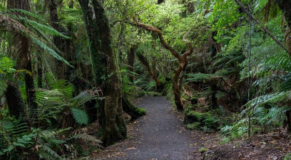 Forest walk