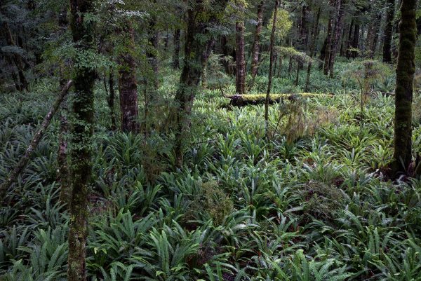 Ferns on Kepler Track