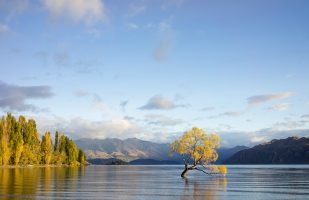 "The" Wanaka Tree