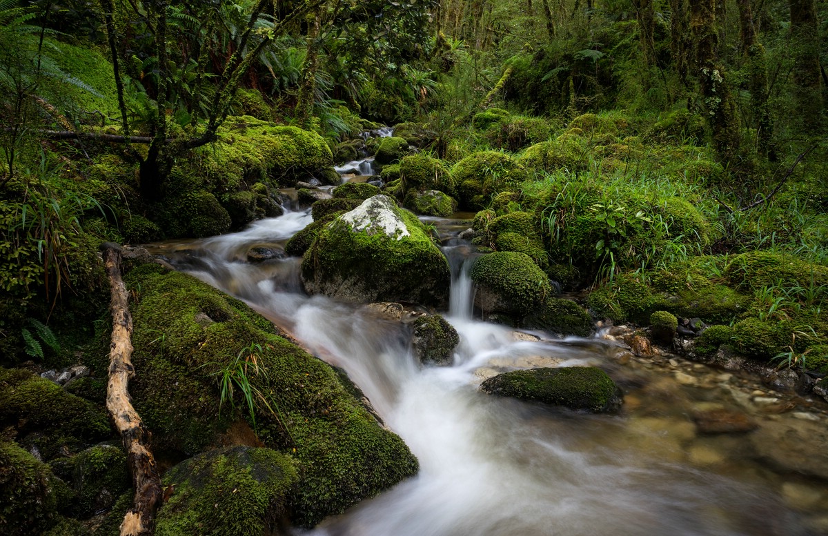 A small stream in the forest