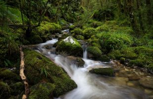 Small stream in the rainforest