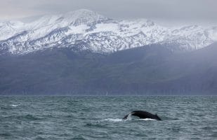 Humpback Whale